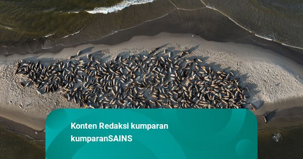 Foto: Melihat Ratusan Anjing Laut Tertidur Pulas di Pulau Pasir Kecil Polandia