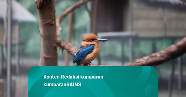 Burung Raja Udang Langka Menetas di Kebun Binatang, Spesies Sudah Punah di Alam