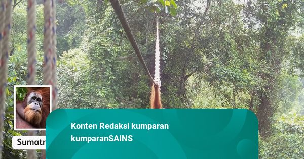 Pertama Kali, Orangutan Sumatera Terekam Pakai Jembatan buat Nyebrang Jalan Raya