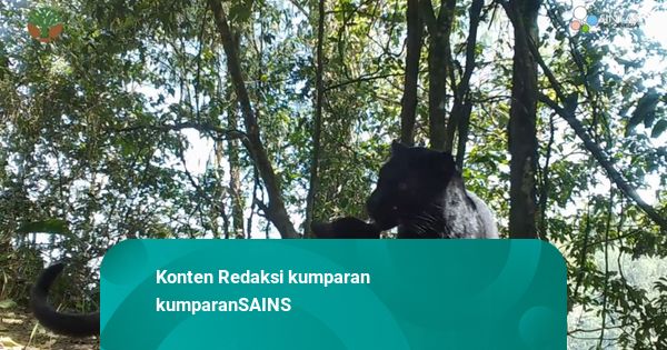 Bakti BCA Dukung Pelestarian Macan Tutul Jawa, Identifikasi 8 Individu di TNBTS