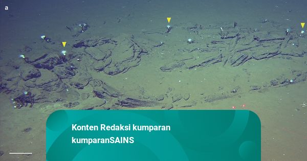 Ilmuwan Temukan Kuburan Paus Terbesar Berusia 5 Juta Tahun di Samudra Hindia