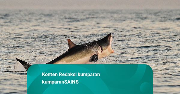 Hiu Putih Raksasa Terekam di Laut Mediterania untuk Pertama Kali