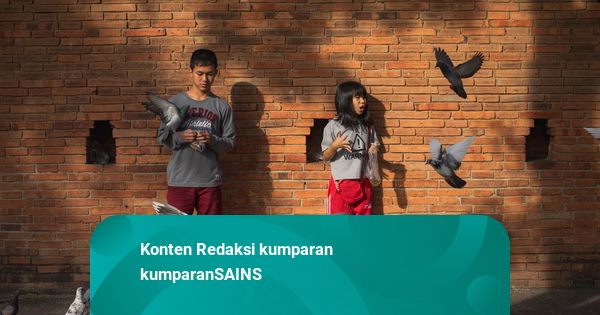 Riset: Burung Kota Lebih Cepat Kabur saat Didekati Perempuan daripada Laki-laki