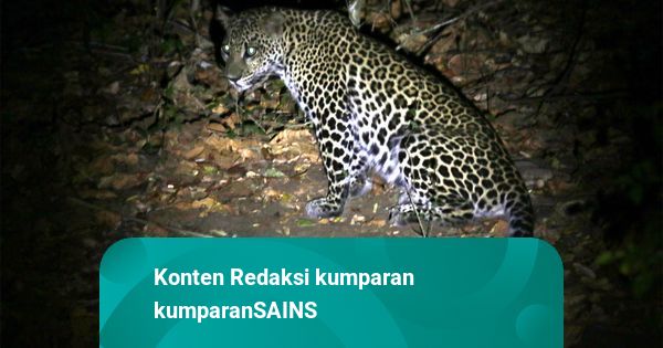 Kisah Deni Bertemu Dua Macan Tutul Jawa di Sebuah Gunung di Sukabumi