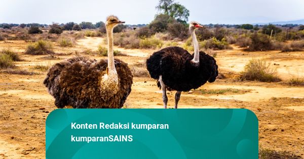 Studi: Burung Unta Bisa Bisa Birahi saat Didekati Manusia