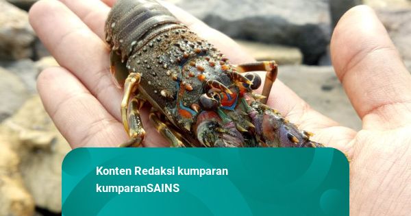 Studi: Lobster Bisa Merasakan Sakit, Ilmuwan Minta Jangan Dimasak Hidup-hidup