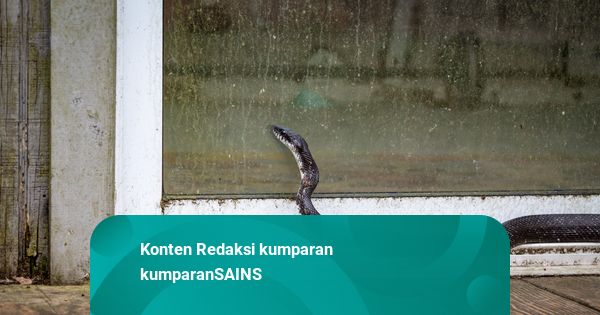 Aksi Warga India Beri Napas Buatan ke Ular yang Lemas Tersengat Listrik