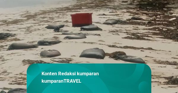 Limbah Minyak Hitam Cemari Perairan Bintan, Nelayan dan Pariwisata Terdampak