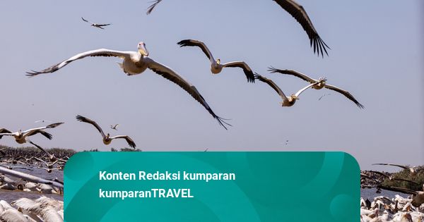 Foto: Ribuan Pelikan Kuasai Langit Djoudj di Sinegal