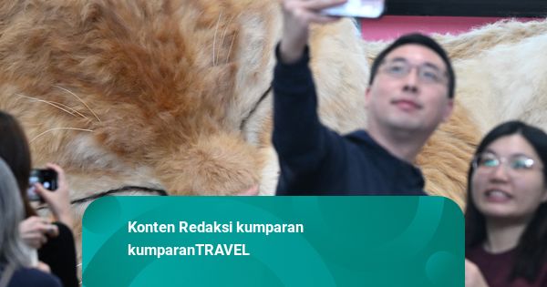 Foto: Kucing Raksasa di Bandara Hong Kong Jadi Daya Tarik Wisata Baru
