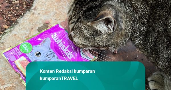 Mencari Kucing Gembul Viral di Mega Kuningan yang Jadi Pusat Perhatian
