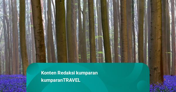 Foto: Hamparan Bunga Bluebells Hiasi Hutan di Belgia