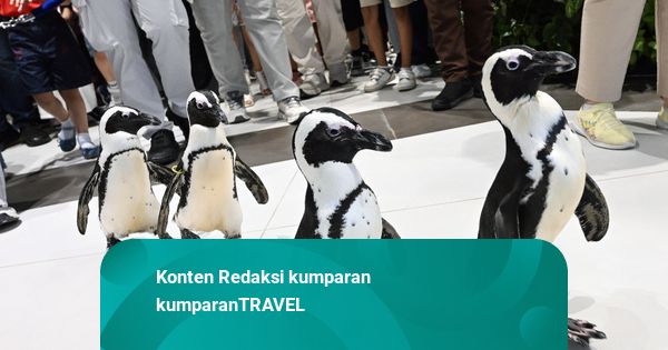 Foto: Bukan di Kutub, Penguin Ini Asyik Jalan-Jalan di Kuwait