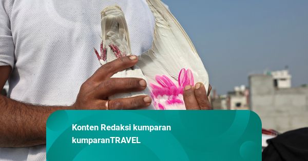 Foto: Tradisi Melatih Burung Merpati Terus Hidup di Langit New Delhi, India