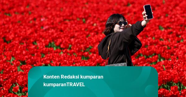 Foto: Melihat Lautan Warna Tulip Mekar di Lisse, Belanda
