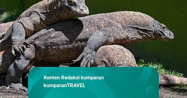 Foto: Dua Komodo Surabaya 'Hijrah' ke Jepang untuk Program Pengembangbiakan