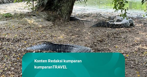 Pawang Ungkap Hal yang Tak Boleh Dilakukan saat Bertemu Buaya di Alam Liar