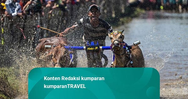 Foto: Menjelajah Tradisi Unik Karapan Sapi Brujul di Probolinggo