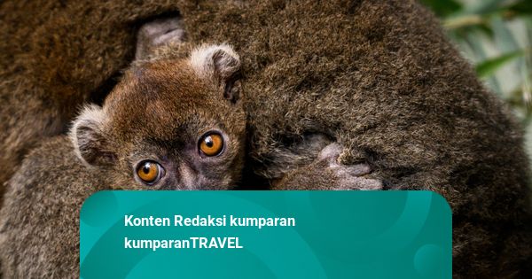 Foto: Berstatus Sangat Terancam Punah, Bayi Lemur Bambu Besar Lahir di Prancis