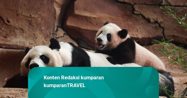 Foto: Aksi Gemas Bayi Panda Raksasa Pertama di Taman Safari Cisarua Bogor