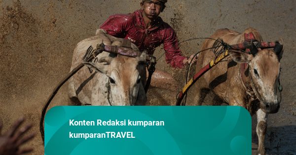 Foto: Mensyukuri Hasil Bumi yang Melimpah, Warga Tanah Datar Gelar Pacu Jawi