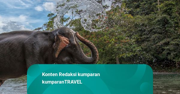 Tangkahan hingga Way Kambas, Ini 5 Wisata Melihat Gajah dari Dekat di Indonesia
