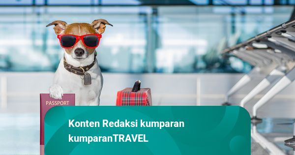 Ini Daftar Maskapai Paling Ramah Hewan Peliharaan di Dunia