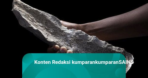 Ancient Survival Secrets: 1.5M-Year-Old Bone Reveals How Early Humans Endured