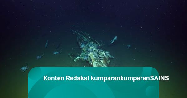 Mysterious Marine Animals Eating Whale Carcass – Kumparan.com