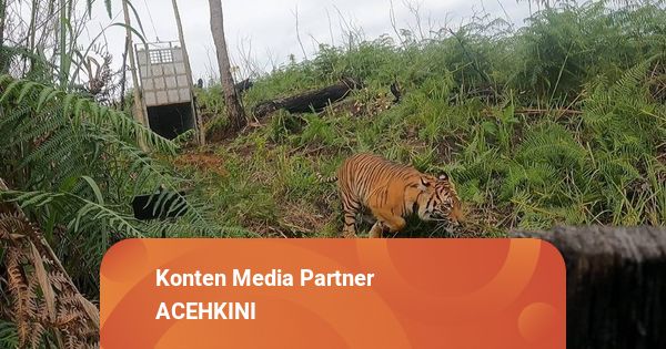 BKSDA Aceh Lepas Liarkan Harimau Sumatera ‘Siti Mulye Putri Reuko’ ke ...