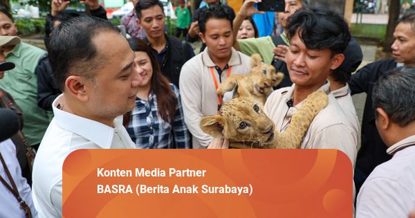 2 Bayi Singa Lahir di Kebun Binatang Surabaya, Besok Dikenalkan ke Publik