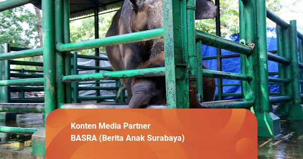 Anak Gajah Kebun Binatang Surabaya Ditunggangi Pawang, Ini Respons Walkot Eri