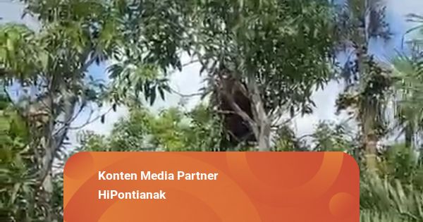 Orang Utan Masuk Permukiman di Kayong Utara, Warga Diimbau Waspada