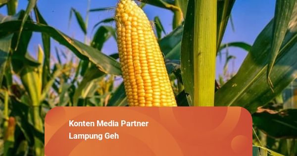 Komisi II DPRD Lampung Minta Pemerintah Evaluasi Syarat Penyerapan Jagung