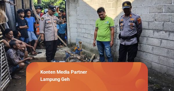 Buaya 4 Meter yang Serang Lansia di Tanggamus, Lampung, Berhasil Ditangkap