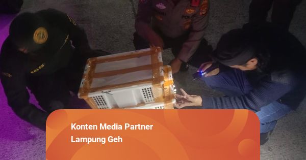 Penyelundupan Ratusan Burung Ilegal Digagalkan di Pelabuhan Bakauheni, Lampung