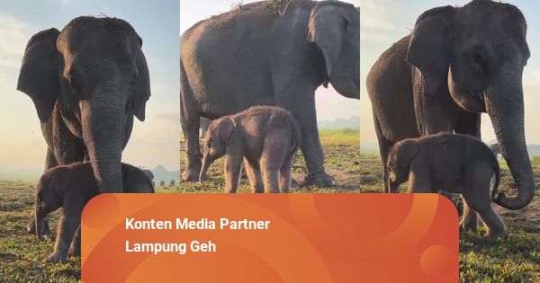 Gajah Dita Melahirkan, Total Ada 34 Gajah di Taman Nasional Way Kambas, Lampung