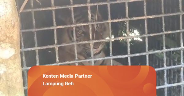 Detik-detik Seekor Harimau Sumatera Masuk Kandang Jebak di Lampung Barat