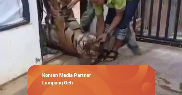Harimau Sumatera Mati di Lembah Hijau, Disebabkan Pendarahan Otak