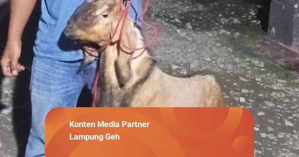 Demi Beli Handphone, Kakak di Lampung Nekat Curi Kambing Peliharaan Adik