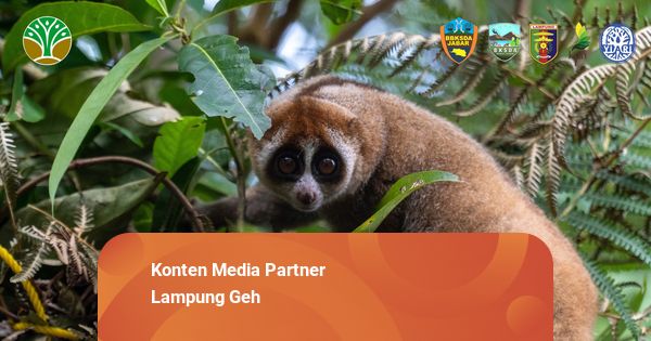 Enam Kukang Sumatra Dilepasliarkan di Way Waya Lampung Tengah