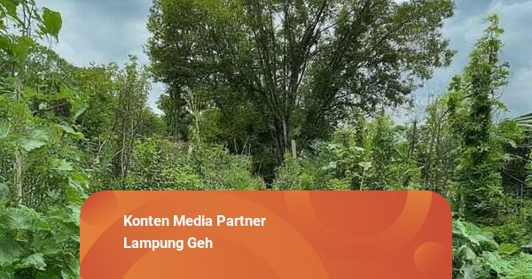 Pemprov Lampung Ubah Pola Garap Hutan: Dari Monokultur ke Agroforestri