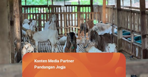 Jannati Farm Jogja: Penyuplai Susu Kambing untuk Bantu Pulihkan Patah Tulang
