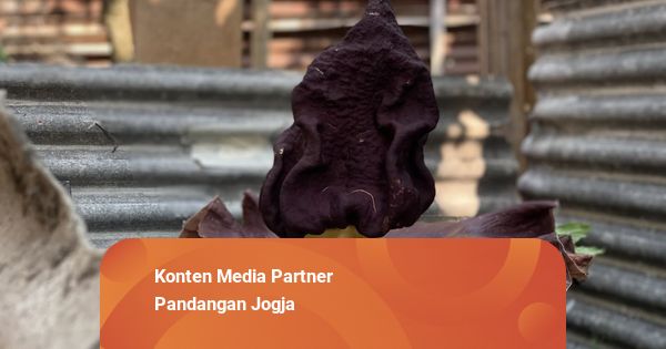 Bunga Suweg Muncul di Pekarangan Warga Sleman, Kerabat Bunga Bangkai Raksasa