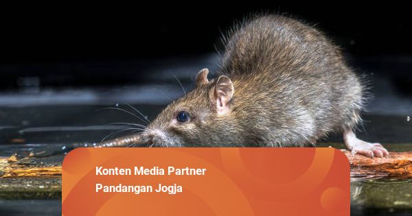38 Warga DIY Meninggal Akibat Leptospirosis pada 2025, Total Ada 453 Kasus