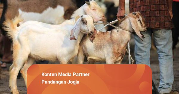 Jelang Idul Adha, Harga Kambing di Sleman Justru Turun hingga Rp1 Juta