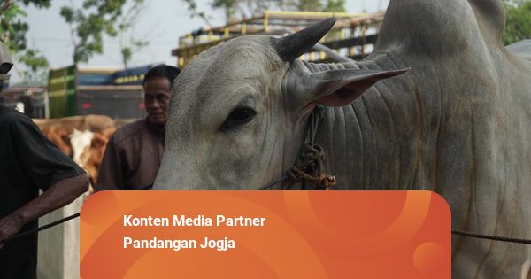Sultan HB X akan Kurban 9 Sapi Tahun Ini, Dibagikan ke 7 Masjid