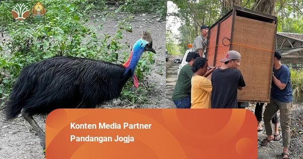 BKSDA Yogya Evakuasi Kasuari yang Viral Berkeliaran di Permukiman Warga Sleman