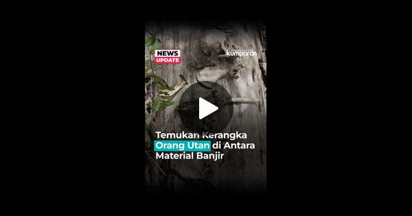 Tulang Belulang Orang Utan di Tengah Material Banjir Tapteng
