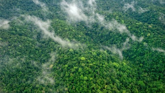 Papua Pegunungan Berita Papua Pegunungan Terbaru dan Terupdate kumparan